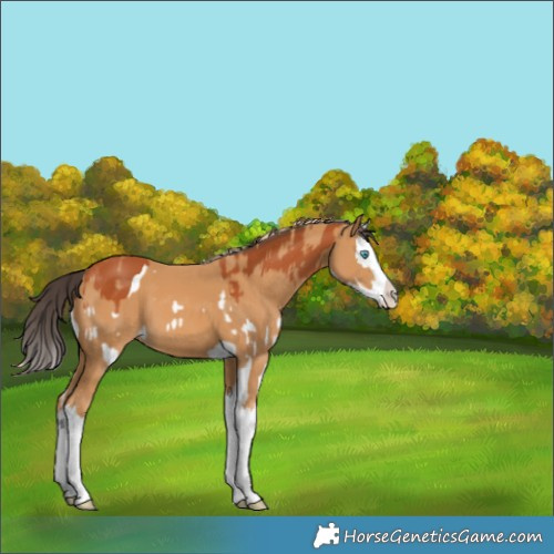 Horse Color:Bay Splash and Chestnut Splash