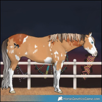 Horse Color:Bay Splash and Chestnut Splash