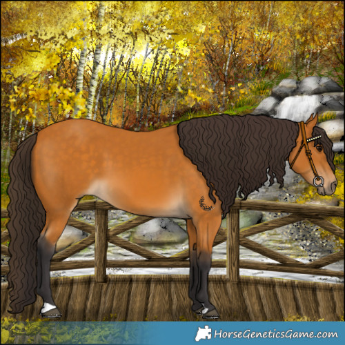 Horse Color:Buckskin 