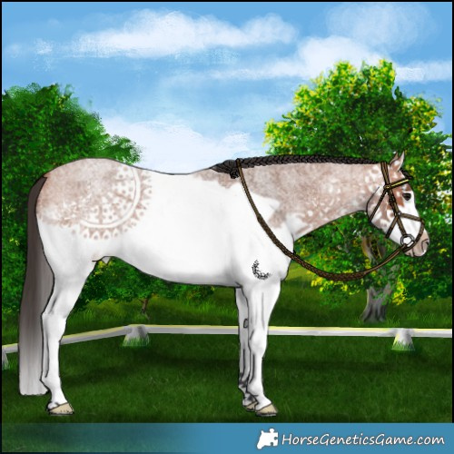 Horse Color:Bay Roan Splash Frame 