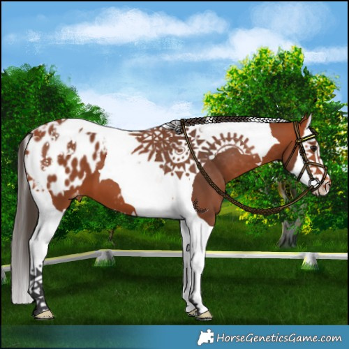 Horse Color:Bay Splash Tobiano Appaloosa 