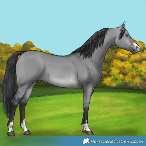 Horse Color:Brown Chinchilla Dun 