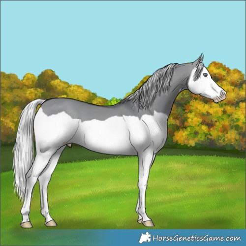 Horse Color:Silver Brown Chinchilla Dun Splash 
