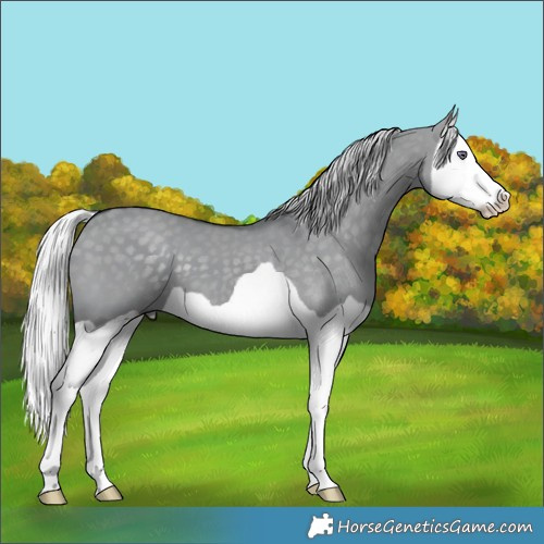 Horse Color:Silver Grullo Chinchilla Splash 