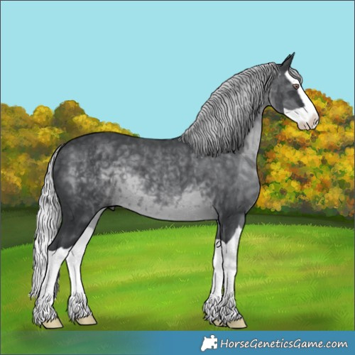 Horse Color:Silver Black Chinchilla Splash 