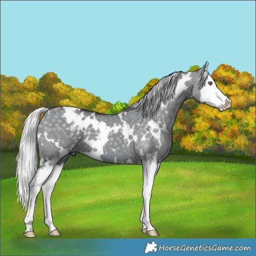Horse Color:White Spotted Silver Grullo Chinchilla Splash 