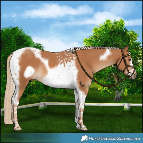 Horse Color:Chestnut Tobiano Frame Rabicano 