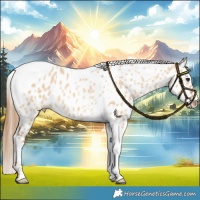 Horse Color:Red Dun Tobiano Leopard