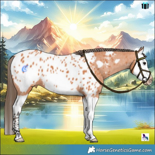 Horse Color:Bay Splash Frame Appaloosa