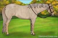 Horse Color:Palomino Roan 