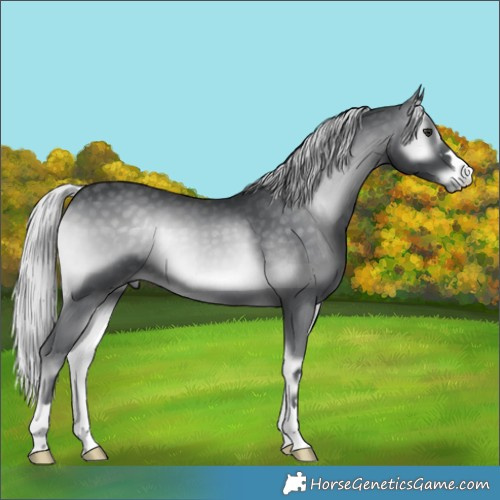 Horse Color:Silver Blue Onyx Chinchilla 