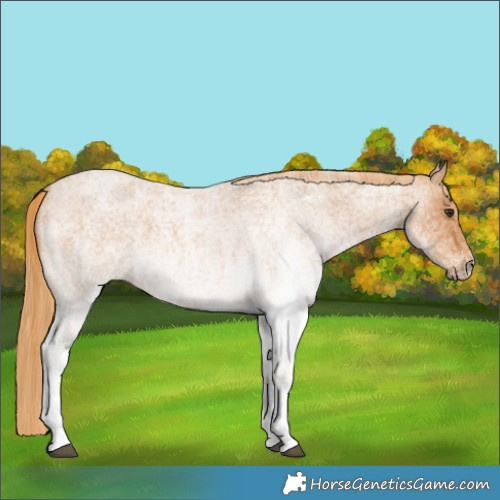 Horse Color:White Spotted Red Roan