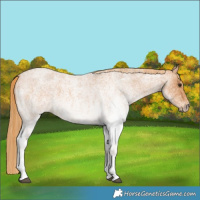 Horse Color:White Spotted Red Roan 