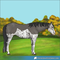 Horse Color:Grullo Sabino Splash  and Grullo Splash 