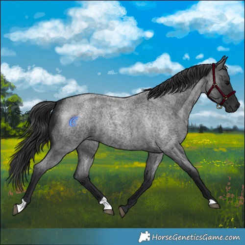 Horse Color:Blue Roan 