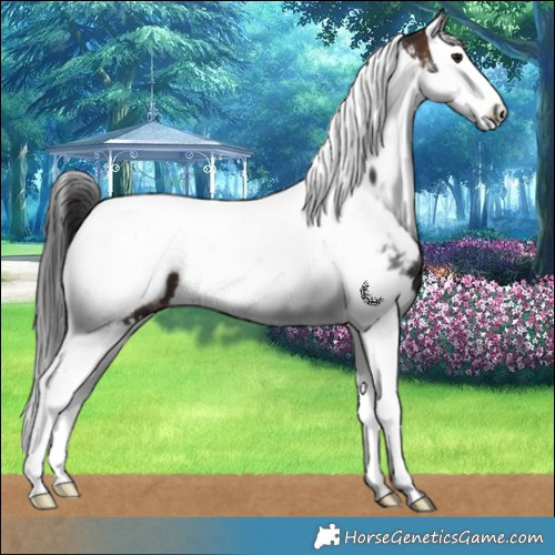 Horse Color:Brown Splash Tobiano Near Fewspot 