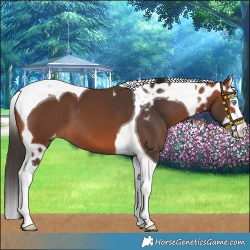 Horse Color:Bay Splash Tobiano Skewed LP Spotted 