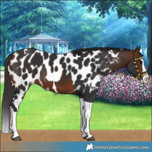 Horse Color:Brown Splash Tobiano Skewed LP Spotted
