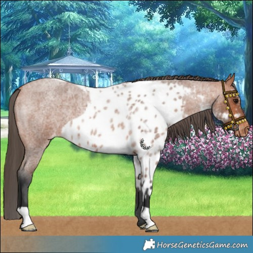 Horse Color:Bay Roan Skewed LP Spotted