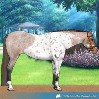 Horse Color:Bay Roan Skewed LP Spotted 