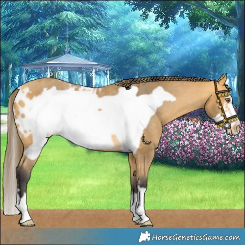 Horse Color:Buckskin Frame Skewed LP Spotted Rabicano 