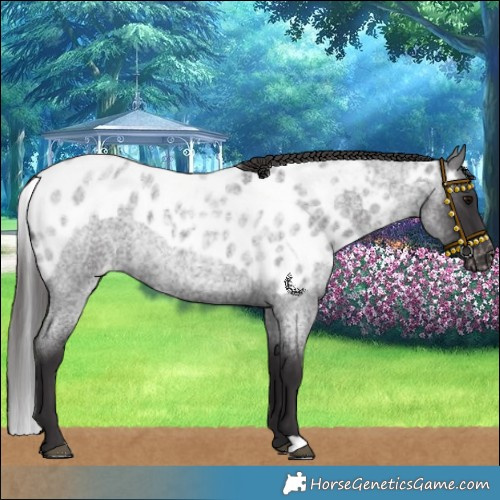 Horse Color:Smoky Blue Roan Skewed LP Spotted Rabicano