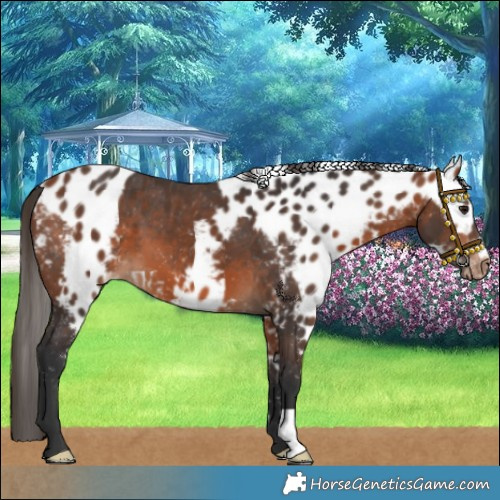 Horse Color:Bay Skewed LP Spotted