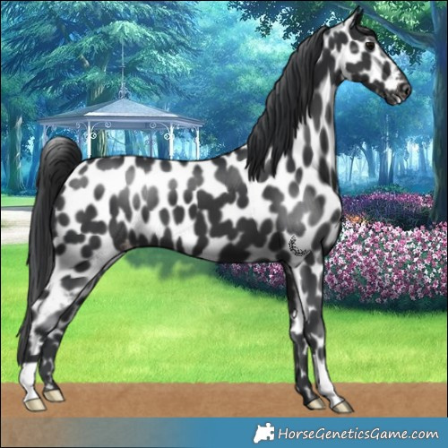 Horse Color:Black Skewed LP Spotted