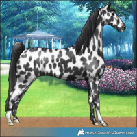 Horse Color:Black Skewed LP Spotted