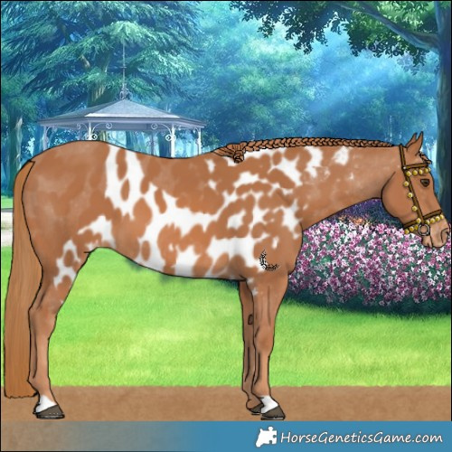Horse Color:Chestnut Skewed LP Spotted
