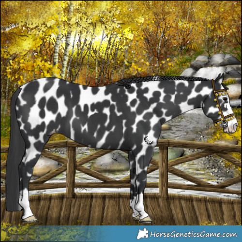 Horse Color:Black Appaloosa 