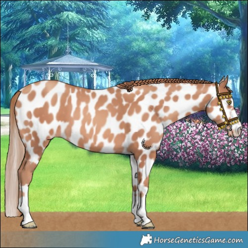 Horse Color:Gold Champagne Skewed LP Spotted 
