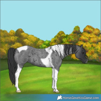 Horse Color:Blue Roan Tobiano 