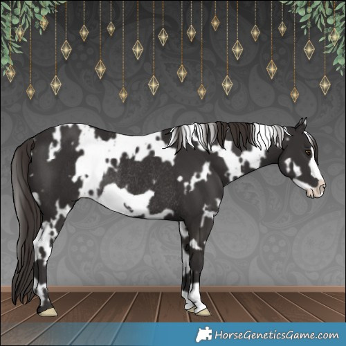 Horse Color:White Spotted Liver Chestnut Frame Rabicano