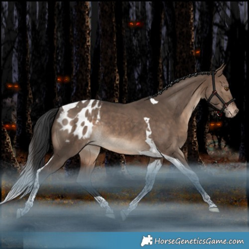 Horse Color:Brown Dun Tobiano Appaloosa Rabicano