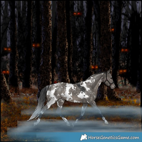 Horse Color:White Spotted Grullo Appaloosa Rabicano