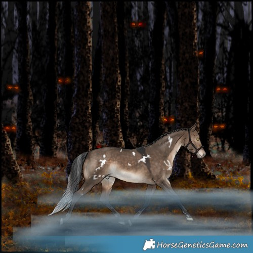 Horse Color:White Spotted Brown Dun Rabicano 