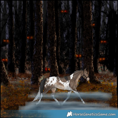 Horse Color:Bay Dun Tobiano Appaloosa Rabicano 