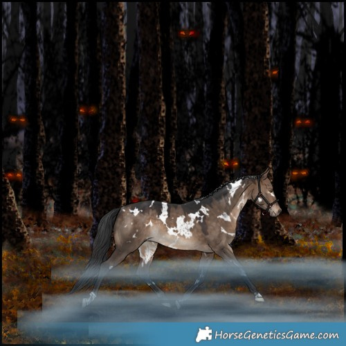 Horse Color:White Spotted Bay Dun Rabicano 