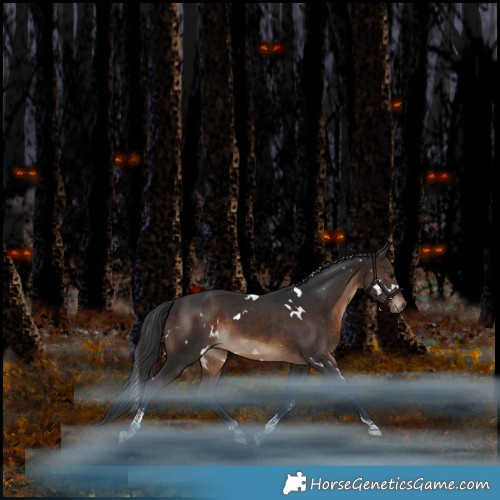 Horse Color:White Spotted Brown Tobiano Rabicano 