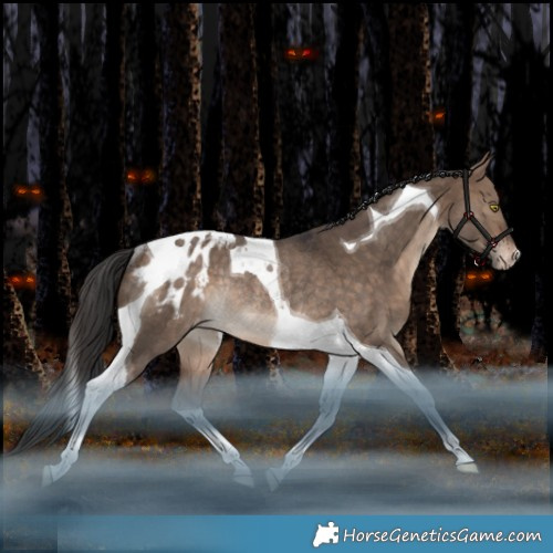 Horse Color:Bay Dun Tobiano Appaloosa Rabicano 