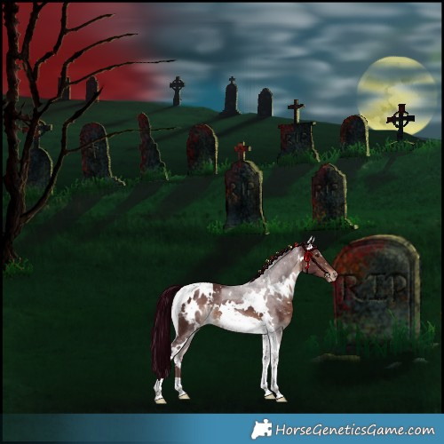 Horse Color:White Spotted Chocolate Bay Tobiano Appaloosa Rabicano 