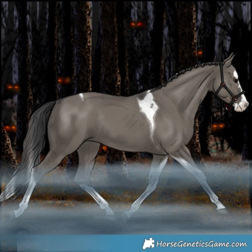 Horse Color:Grullo Splash Tobiano Rabicano 
