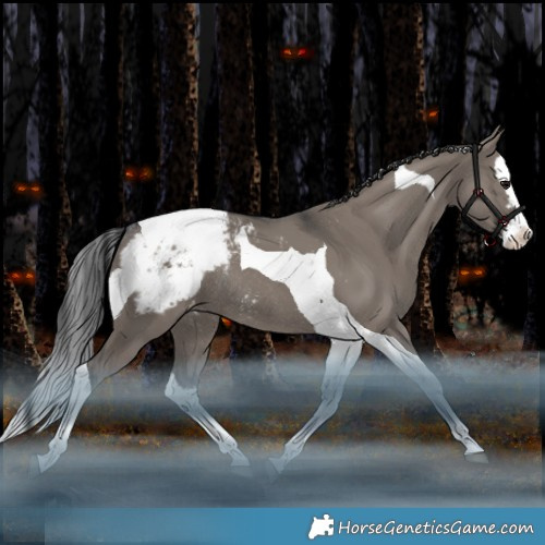 Horse Color:Grullo Splash Tobiano Appaloosa Rabicano 
