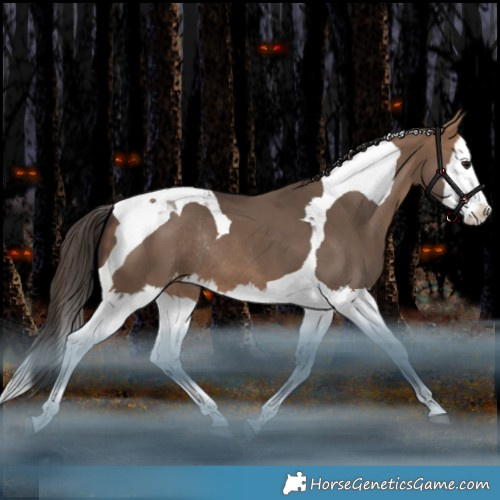 Horse Color:Bay Dun Splash Tobiano Appaloosa Rabicano 