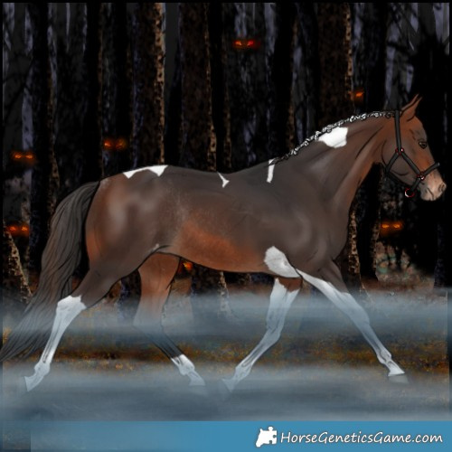 Horse Color:Bay Tobiano Appaloosa Rabicano 