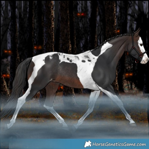 Horse Color:Brown Splash Tobiano Appaloosa Rabicano 