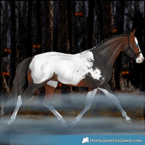 Horse Color:Bay Splash Tobiano Appaloosa Rabicano 
