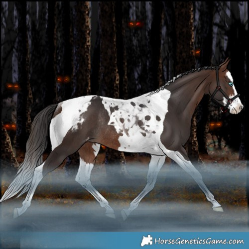 Horse Color:Brown Splash Tobiano Appaloosa Rabicano 