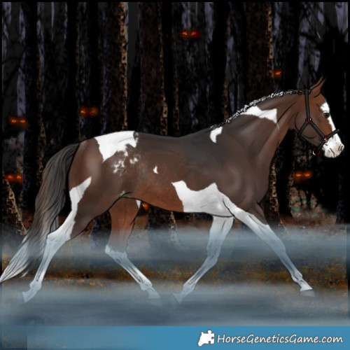 Horse Color:Brown Splash Tobiano Appaloosa Rabicano 